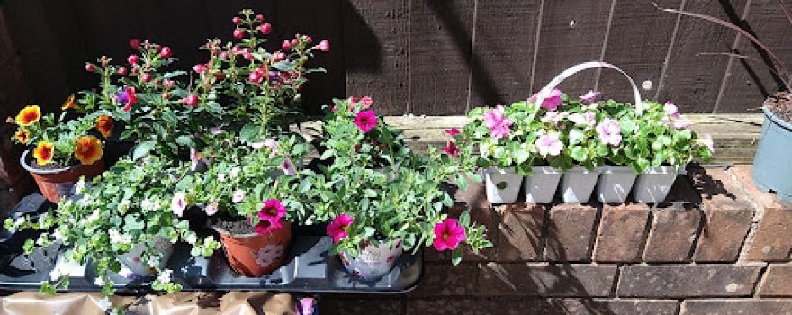 Garden Plants South Wales