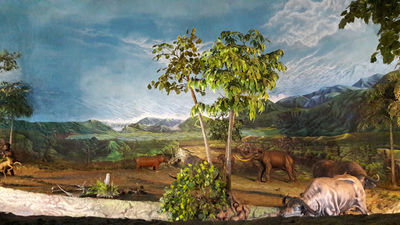 Sangiran Museum of Early Man, Ngebung Cluster