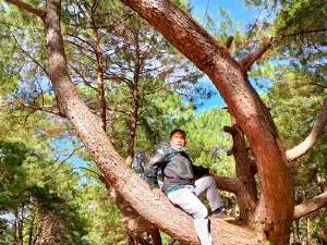 Pinewood Forest