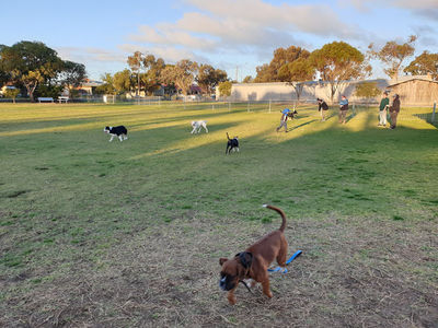 Johnstone Park Fenced Dog Park