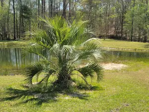 Little Cedar Creek Campground