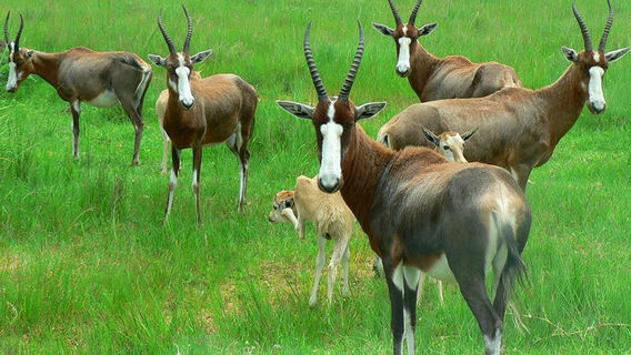 Sichuan Heizhugou Nature Reserve