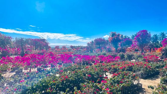 Huaxiang Bougainvillea Scenic Area