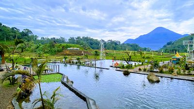 Wisata Sawah Sumber Gempong