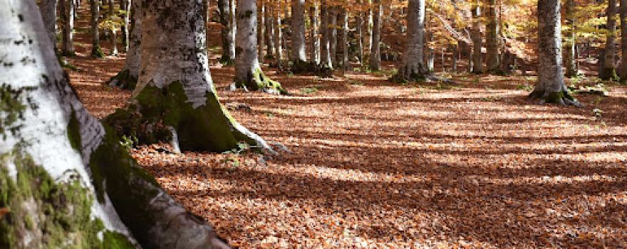 Centro Visita Parco Monti Simbruini - Monte Livata