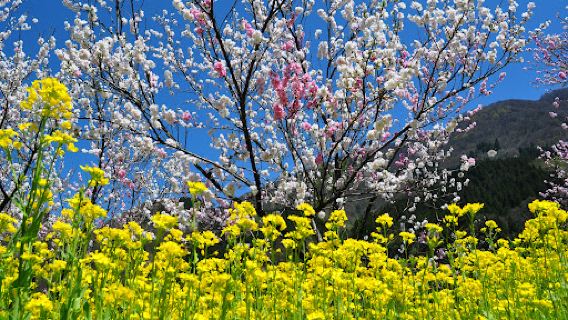 Kadohara Garden of Peach Blossom
