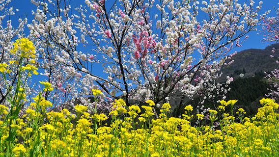 Kadohara Garden of Peach Blossom
