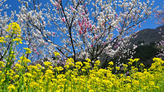 Kadohara Garden of Peach Blossom