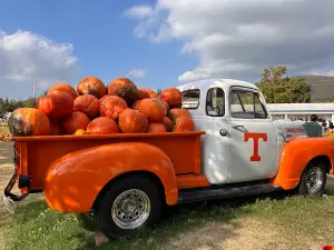 Il Giardino Delle Zucche - Pumpkin Patch