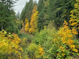 Blachly Mountain Forest