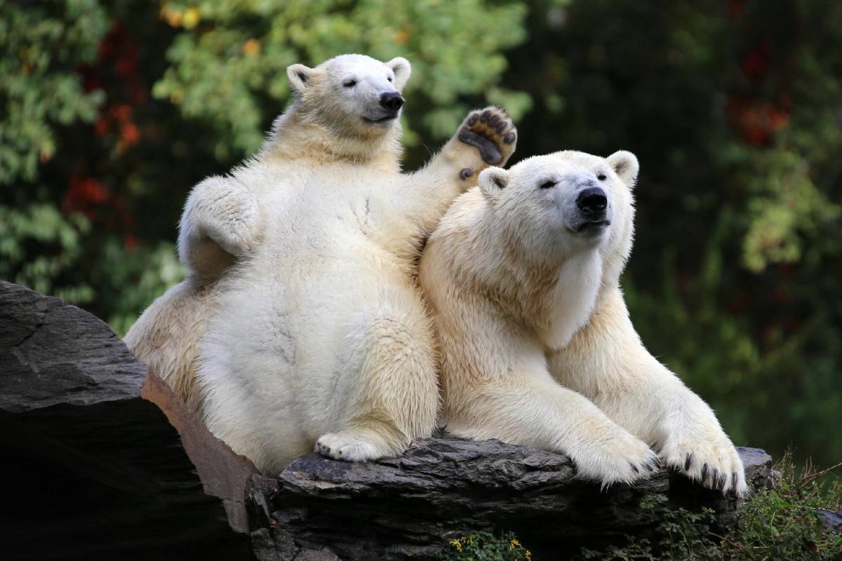 Berlin Zoological Garden