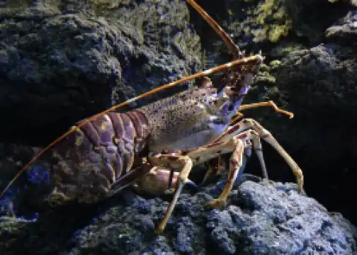 BIOPARC Acuario de Gijón
