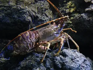 Acuario de Gijon