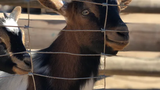Zoo "Safari"