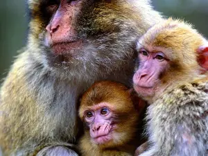 Monkey Forest