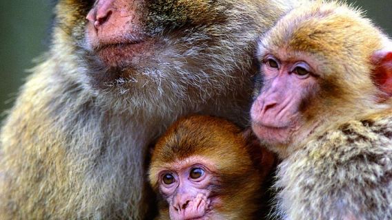 Monkey Forest