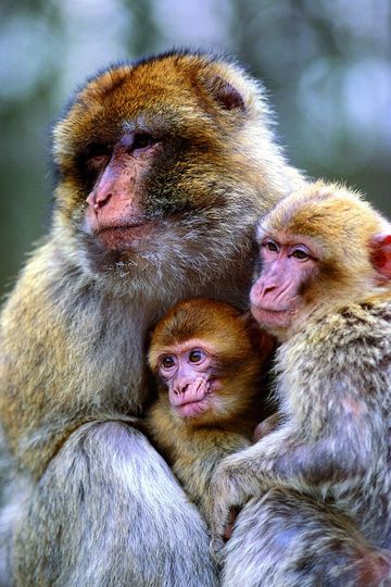 Monkey Forest