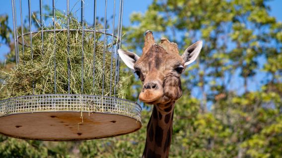 Saarbrucker Zoo