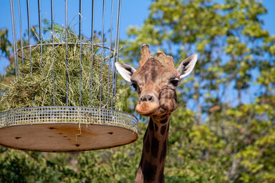 Saarbrucker Zoo