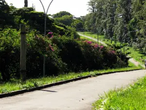 Grove of grevillea trees