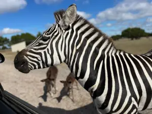 Topsey Exotic Ranch & Park
