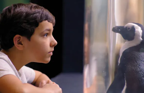 Ripley's Aquarium of the Smokies門票成人