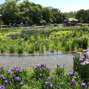 城北菖蒲園