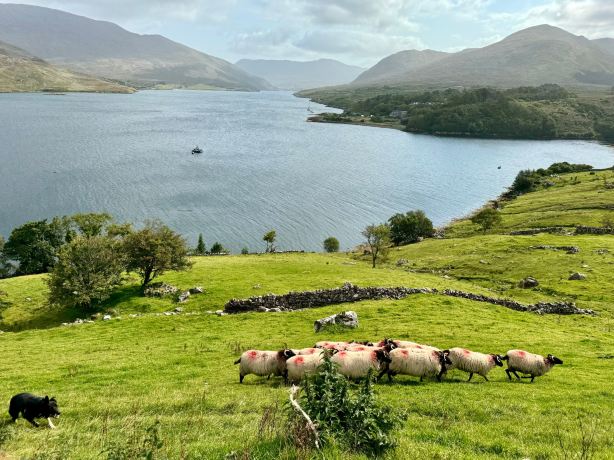 Killary Sheep Farm
