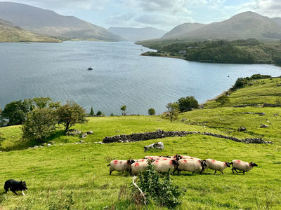 Killary Sheep Farm