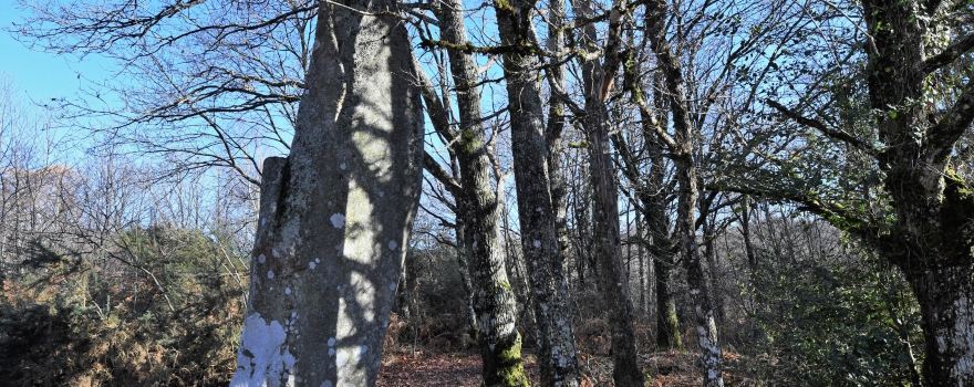 Menhir de Ceinturat