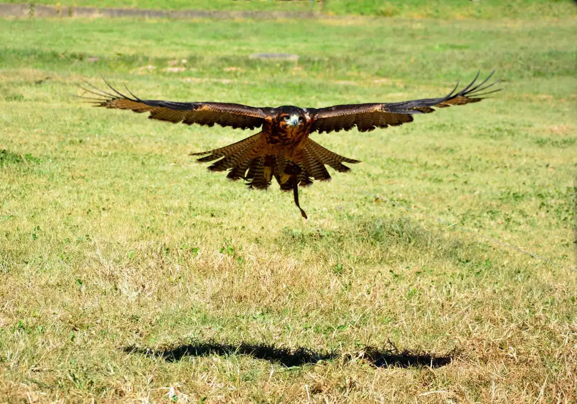 Hotels in der Nähe von Escola Mineira de Falcoaria