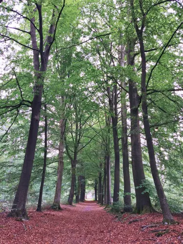 Papeloze kerk, Hunebed D49