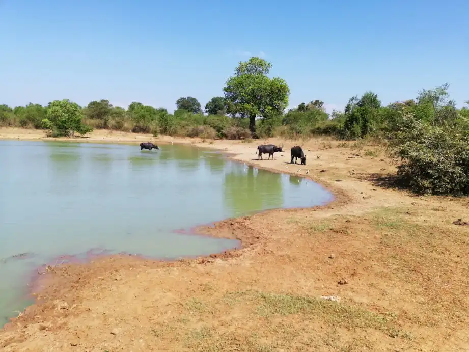 Hotels near Visit Udawalawe National Park