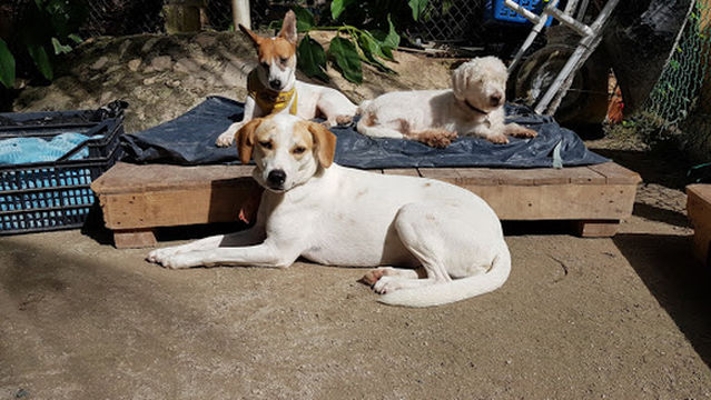 Holbox animal rescue