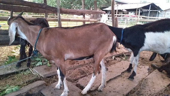 BUDAK CEMPE GORONTALO