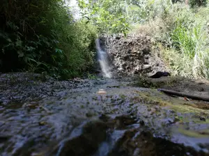 Wanawisata Polowono