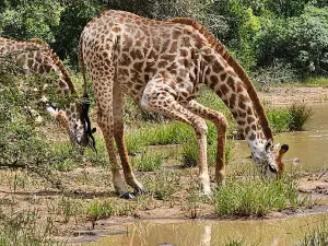 Kruger Park Safaris ®
