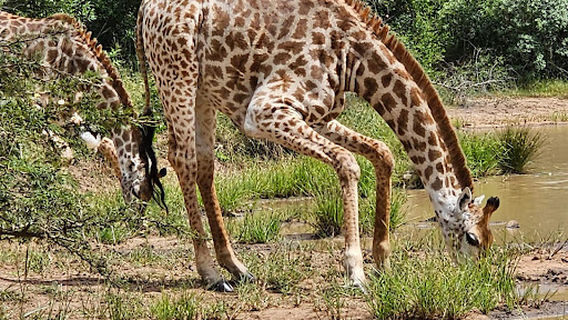 Kruger Park Safaris ®