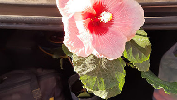 Dona Flor Vivero
