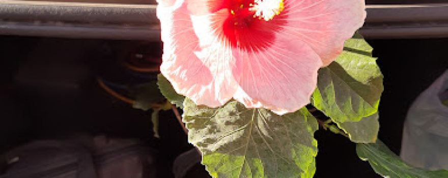 Dona Flor Vivero