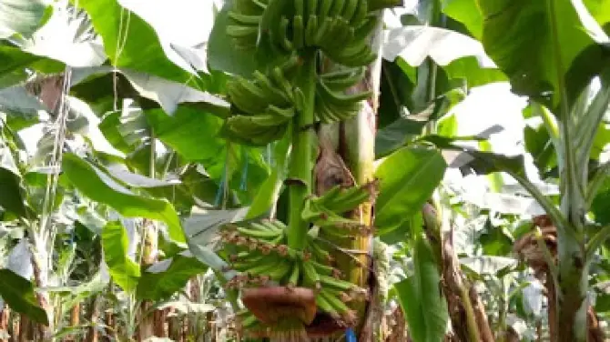 GOLDEN EXOTIC FARM LIMITED KASUNYA (GEL)