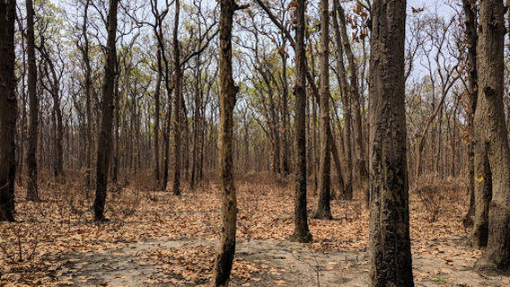 Tikri Reserved Forest