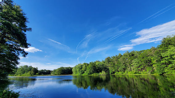 Billings Brook Gavins Pond Land