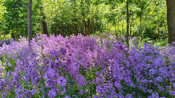 Briar Patch Park