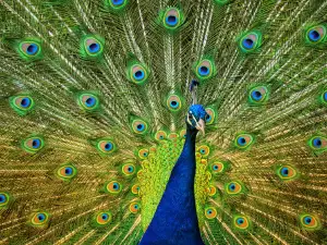 Westerhausen Zoo