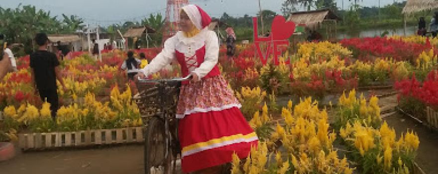 Celosia Garden