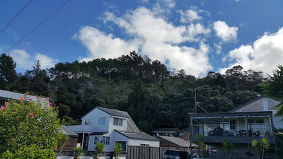 Kauri Block Walk