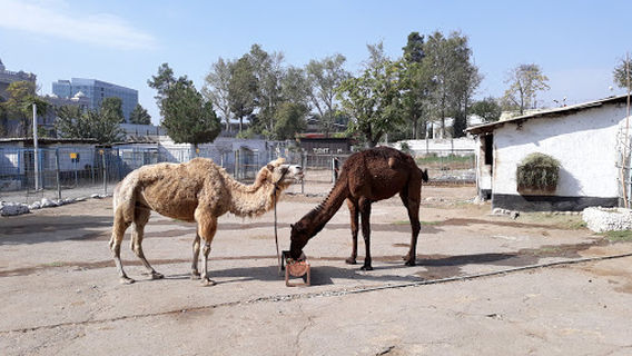Dushanbe Zoo
