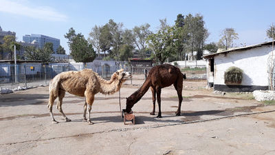 Dushanbe Zoo