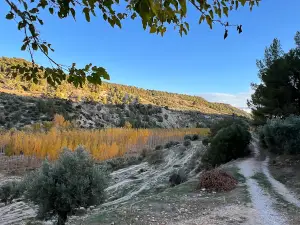 Bosque encantado de Higueras